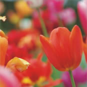 Tulpen