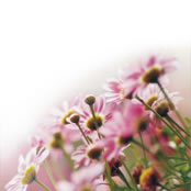 Blumenwiese