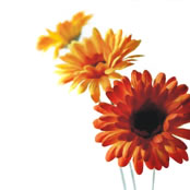 Bunte Schnittblumen