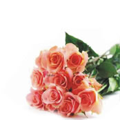 verschiedene Rosen