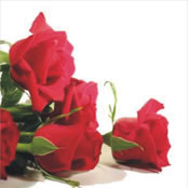 Rote Rosen