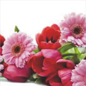 Tulpen